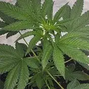 From The Dirt Genetics