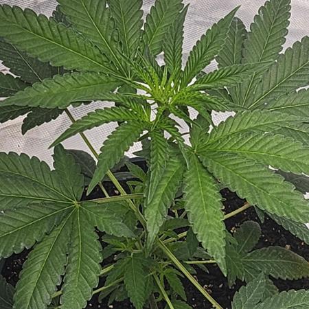 From The Dirt Genetics