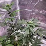 From The Dirt Genetics
