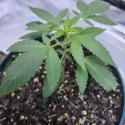 From The Dirt Genetics