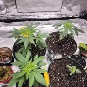 From The Dirt Genetics