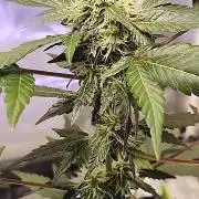 From The Dirt Genetics