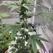 From The Dirt Genetics