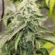 From The Dirt Genetics
