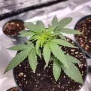 From The Dirt Genetics