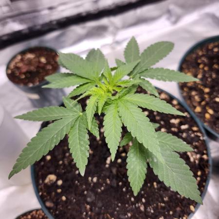 From The Dirt Genetics