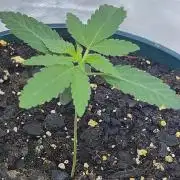 From The Dirt Genetics