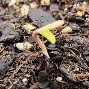 From The Dirt Genetics