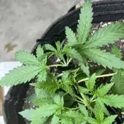 Hot garage grow against all odds