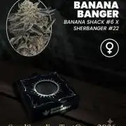 Banana Banger Testgrow 26