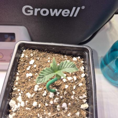 Cannabiz Seeds Sour deisel