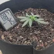 First Auto