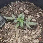 First Auto