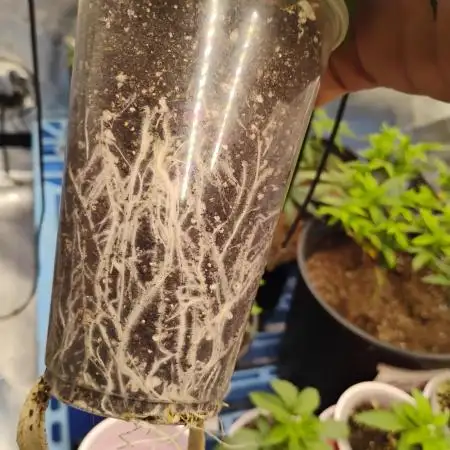 Skywalker og x purest indica Agseedco.