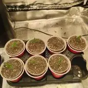 Skywalker og x purest indica Agseedco.
