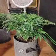 Skywalker og x purest indica Agseedco.