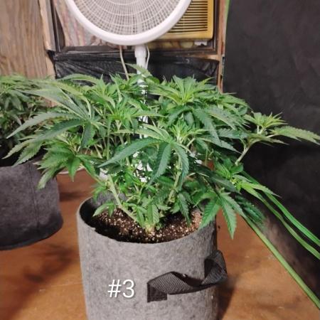 Skywalker og x purest indica Agseedco.