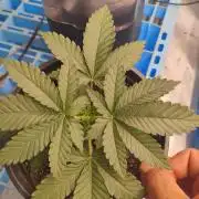 Skywalker og x purest indica Agseedco.