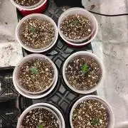 Skywalker og x purest indica Agseedco.
