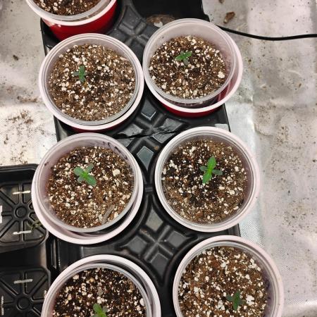 Skywalker og x purest indica Agseedco.