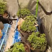 Skywalker og x purest indica Agseedco.
