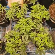 Skywalker og x purest indica Agseedco.
