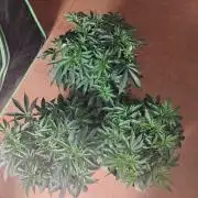 Skywalker og x purest indica Agseedco.