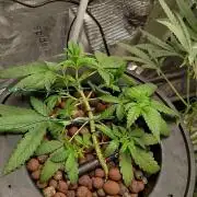 Orange Apricot Glue XL auto SEP 2026