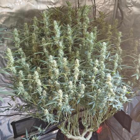 Caramel auto SEP 2026
