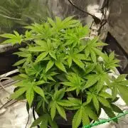 Orange Apricot Glue XL auto SEP 2026