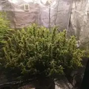 Caramel auto SEP 2026