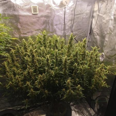 Caramel auto SEP 2026