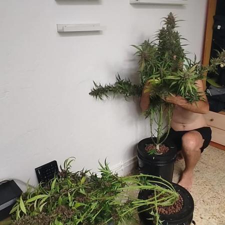 Lemon Cherrys Junio 2026