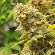 Mandarinas feb 2026