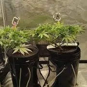 Caramel auto Junio 2026
