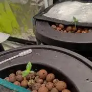 Orange Apricot Glue XL auto SEP 2026