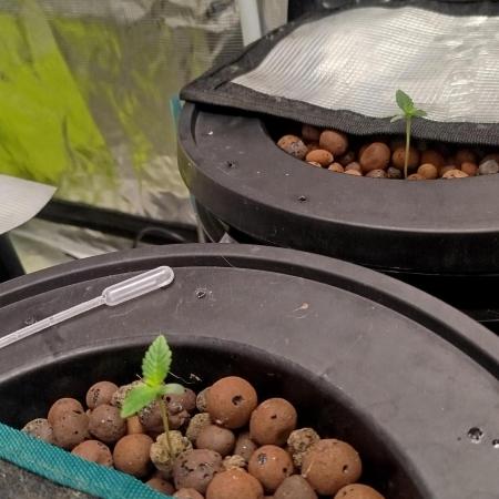 Orange Apricot Glue XL auto SEP 2026