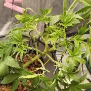 Caramel auto Junio 2026