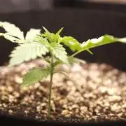 1st tent grow