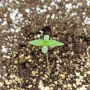 1st tent grow
