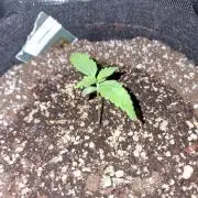 1st tent grow