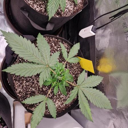 1st tent grow