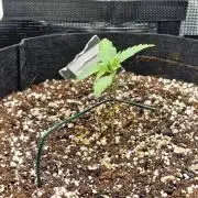1st tent grow