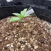 1st tent grow