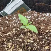 1st tent grow