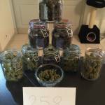 2nd test from FastBud Auto