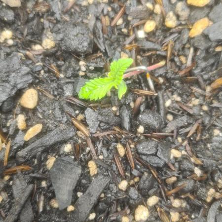 1° cultivo