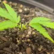 1° cultivo
