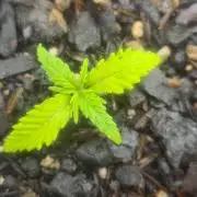 1° cultivo