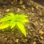 1° cultivo